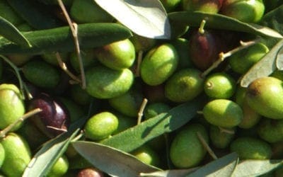 Extravergine, extrabuono, extrasano: il GAL promuove una campagna informativa sull’olio d’oliva